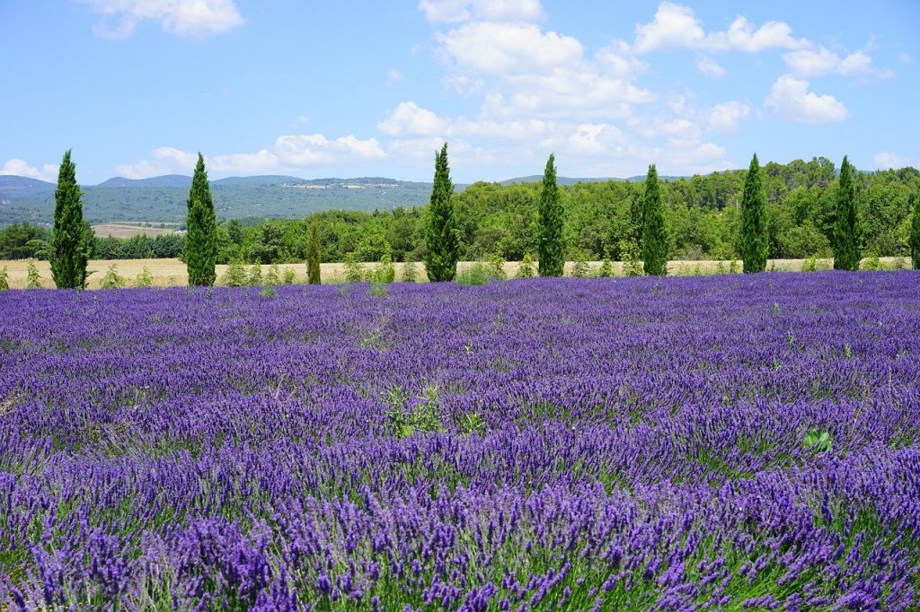 lavender field, cypress, avenue-1595580.jpg